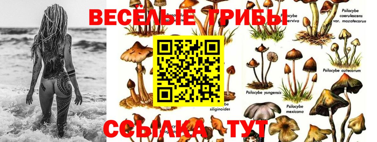 Павловский Посад  даркнет сайт  Вход с VPN  Галлюциногенные грибы Psilocybe 